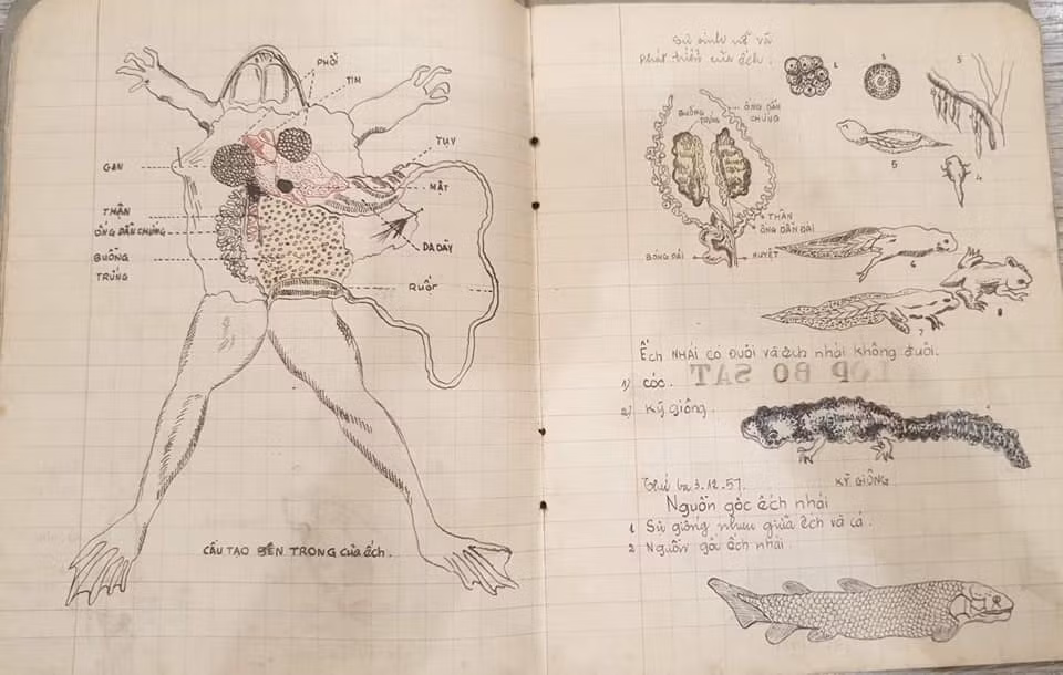 Mọi bộ phận của con vật đều được người vẽ mô tả rất chi tiết, tô màu đậm nhạt để dễ dàng phân biệt. Ảnh: Thắng Victor