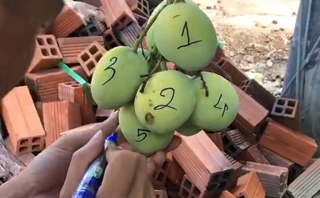 Nhiều khi trong nhà có cây xoài sai quả, mừng thì ít mà lo thi nhiều. Và cũng chính vì thế mà người ta nghĩ ra đủ cách để chống lại những người vặt trộm xoài. Đánh số thứ tự trên từng quả xoài là cách mà nhiều chủ nhà lựa chọn để kiểu tra số lượng quả còn hay mất.