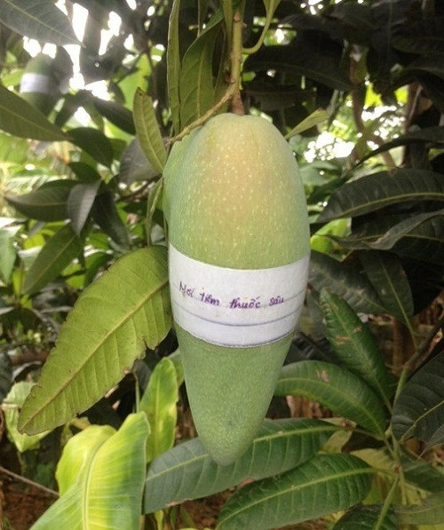 Nhẹ nhàng cảnh báo "Mới tiêm thuốc sâu" để chống nạn "xoài tặc" đang hoành hành thời gian này.