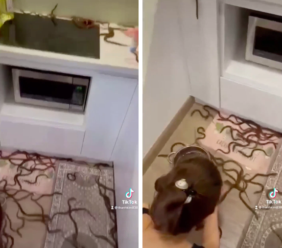 Cái kết dành cho cô gái này là phải ngồi nhặt lại từng con lươn khi chúng trườn luôn xuống cả nền nhà.