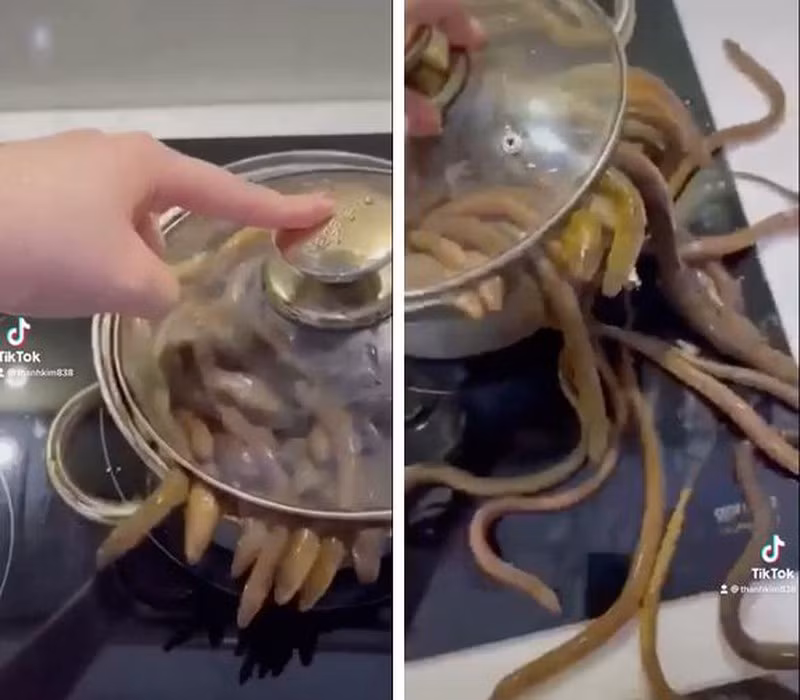 Hình ảnh những con lươn trườn bò ra khỏi nồi đã làm cư dân mạng hết sức hãi hùng.