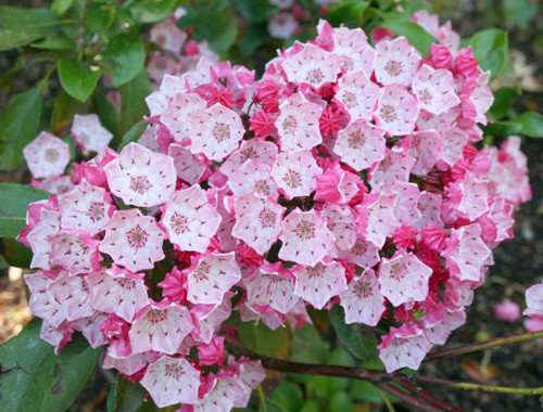 Hoa nguyệt quế núi (Kalmia Latifolia) có màu hồng tinh tế hoặc màu trắng, thường nở vào cuối mùa xuân. Nhưng ẩn giấu bên trong vẻ đẹp lộng lẫy ấy, hoa nguyệt quế núi lại chứa hai độc tính andromedotoxin và arbutin có thể gây chết người. Nếu trẻ vô tình ăn phải loài hoa này thì khả năng tử vong là tương đối cao. Với liều lượng cao, chất độc của loài hoa này gây ra hội chứng Wolff-Parkinson-White (WPW). Đây là hội chứng có thể gặp ở người bình thường mắc bệnh nhiễm khuẩn, dị ứng. Chất độc andromedotoxin khiến một phần trái tim đập nhanh hơn và một phần đập chậm dưới mức cho phép dẫn đến nguy cơ tử vong. Ở liều lượng thấp, người bệnh có triệu chứng nôn, khoảng 1 tiếng sau sẽ có hiện tượng khó thở và mất khả năng sử dụng cơ bắp, dần dần rơi vào trạng thái hôn mê.