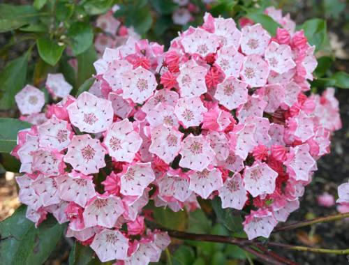 Hoa nguyệt quế núi (Kalmia Latifolia) có màu hồng tinh tế hoặc màu trắng, thường nở vào cuối mùa xuân. Nhưng ẩn giấu bên trong vẻ đẹp lộng lẫy ấy, hoa nguyệt quế núi lại chứa hai độc tính andromedotoxin và arbutin có thể gây chết người. Nếu trẻ vô tình ăn phải loài hoa này thì khả năng tử vong là tương đối cao. Với liều lượng cao, chất độc của loài hoa này gây ra hội chứng Wolff-Parkinson-White (WPW). Đây là hội chứng có thể gặp ở người bình thường mắc bệnh nhiễm khuẩn, dị ứng. Chất độc andromedotoxin khiến một phần trái tim đập nhanh hơn và một phần đập chậm dưới mức cho phép dẫn đến nguy cơ tử vong. Ở liều lượng thấp, người bệnh có triệu chứng nôn, khoảng 1 tiếng sau sẽ có hiện tượng khó thở và mất khả năng sử dụng cơ bắp, dần dần rơi vào trạng thái hôn mê.