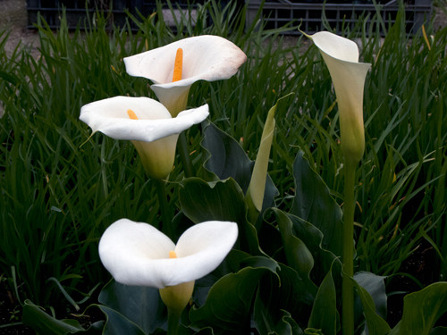 Hoa loa kèn Arum/ Ý lan có tên khoa học là Zantedeschia aethiopica. Dù hình thức rất đẹp nhưng cũng như cây kim tiền, lá và củ cây này đều có chất độc đường ruột canxi oxalat. Chỉ cần trẻ vô tình ăn một lượng nhỏ, các bé có thể bị ói mửa, bỏng rát bề mặt niêm mạc.