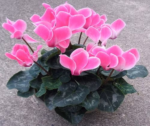 Các phần độc hại nhất của cây hoa anh thảo là hạt và rễ của cây, nhựa tươi của cây có thể gây kích ứng hay viêm da. Các gia đình có trẻ nhỏ cần phải cẩn thận để tránh cho bé không ngắt hoa anh thảo cho vào miệng.