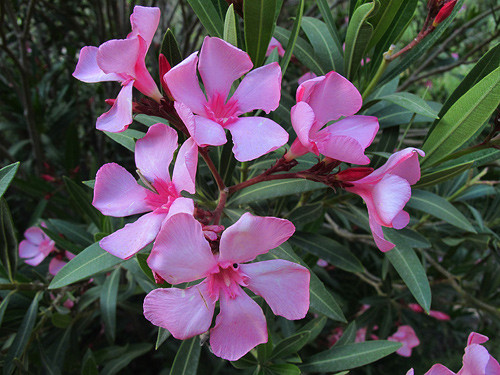 Nếu nhà có trẻ nhỏ, tuyệt đối không nên trồng cây trúc đào bởi trên thế giới đã ghi nhận nhiều trường hợp bệnh nhi bị ngộ độc do mủ hoa cây trúc đào. Một chút nhựa trên cây hoa trúc đào có chứa độc tố đủ để gây tử vong cho một đứa trẻ nhỏ hoặc trẻ sơ sinh. Nếu trẻ ăn phải loại hoa này, nhẹ thì bị ảnh hưởng đến hệ tiêu hóa, ói mửa, tiêu chảy; nặng thì gây co giật, hôn mê, hệ tim mạch suy yếu và nguy hiểm đến tính mạng. Thậm chí, lá và hoa trúc đào rơi xuống nước còn làm nhiễm độc nước. Với những người trồng hoa chăm sóc cây hoa trúc đào, cần nhớ kỹ khi cắt tỉa và chăm sóc cây cần phải đeo găng tay và rửa tay cẩn thận sau khi tiếp xúc với cây.