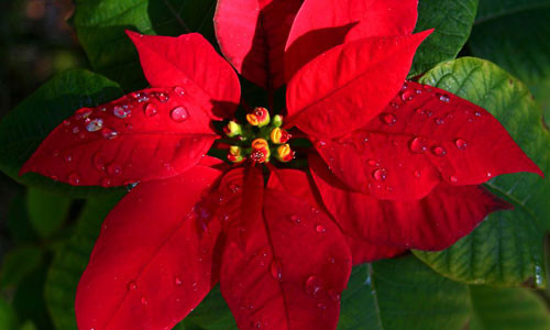 Khi có trẻ nhỏ trong nhà, bố mẹ nên cân nhắc kỹ càng trước khi mua sắm hay trang trí nhà bằng một trong số những loại hoa dưới đây để đảm bảo an toàn cho con. Sắc đỏ tươi của hoa trạng nguyên sẽ tạo thêm điểm nhấn cho ngôi nhà của bạn, thế nhưng khi quyết định đặt chậu hoa này trong nhà, bạn cần phải cân nhắc kĩ. Nếu nhà có trẻ nhỏ thì tuyệt đối không nên trồng hoa này bởi vì nó rất độc hại cho trẻ. Nếu nhựa của cây hoa trạng nguyên tiếp xúc với da hoặc mắt của trẻ, nó sẽ gây ra mụn, mẩn đỏ trên da và cảm giác nóng rát ở mắt. Nếu trẻ không may ăn phải lá, thân hoặc nhựa cây hoa trạng nguyên, các bé sẽ ngay lập tức có triệu chứng buồn nôn, ói mửa. Tìm kiếm sự trợ giúp của bác sĩ ngay nếu bạn phát hiện con mình ăn hoặc vô tình chạm vào cây hoa đỗ quyên.