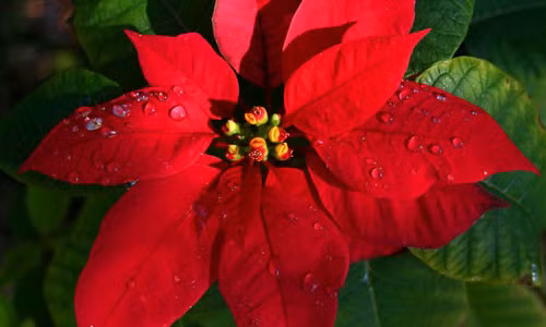 Khi có trẻ nhỏ trong nhà, bố mẹ nên cân nhắc kỹ càng trước khi mua sắm hay trang trí nhà bằng một trong số những loại hoa dưới đây để đảm bảo an toàn cho con. Sắc đỏ tươi của hoa trạng nguyên sẽ tạo thêm điểm nhấn cho ngôi nhà của bạn, thế nhưng khi quyết định đặt chậu hoa này trong nhà, bạn cần phải cân nhắc kĩ. Nếu nhà có trẻ nhỏ thì tuyệt đối không nên trồng hoa này bởi vì nó rất độc hại cho trẻ. Nếu nhựa của cây hoa trạng nguyên tiếp xúc với da hoặc mắt của trẻ, nó sẽ gây ra mụn, mẩn đỏ trên da và cảm giác nóng rát ở mắt. Nếu trẻ không may ăn phải lá, thân hoặc nhựa cây hoa trạng nguyên, các bé sẽ ngay lập tức có triệu chứng buồn nôn, ói mửa. Tìm kiếm sự trợ giúp của bác sĩ ngay nếu bạn phát hiện con mình ăn hoặc vô tình chạm vào cây hoa đỗ quyên.