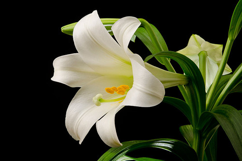 Loài hoa loa kèn còn có những tên gọi khác là Lily, Bách hợp. Nó có tên khoa học là Lilium longiflorum. Loài hoa màu sắc này thường được nhiều gia đình dùng để trang trí phòng khách, bàn ăn hoặc trồng bên cửa sổ để tạo điểm nhấn cho ngôi nhà. Tuy nhiên nhiều người không biết rằng loài hoa này cực kỳ độc hại với trẻ nhỏ và động vật, điển hình là mèo. Củ của cây chứa các alkaloid Lycorine - chất độc hại. Nếu trẻ không may ăn vào, nó có thể gây nôn mửa, buồn nôn hoặc tiêu chảy. Trường hợp nhựa lá cây chạm vào có thể gây mủ, tuyệt đối không để cho chạm vào mắt của trẻ. Ngoài ra phấn hoa rất dễ khiến những đứa trẻ mẫn cảm bị dị ứng, nhẹ thì viêm mũi, chảy nước mũi, hắt hơi nặng thì có thể gây ra tình trạng khó thở thậm chí là tử vong.