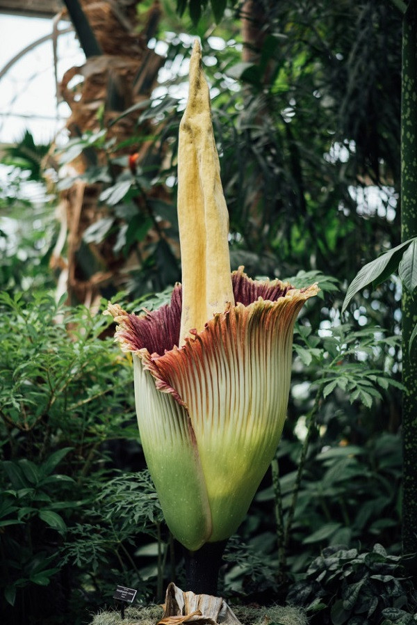 Du khach “nin tho” chiem nguong bong hoa toa ra mui thit thoi-Hinh-2