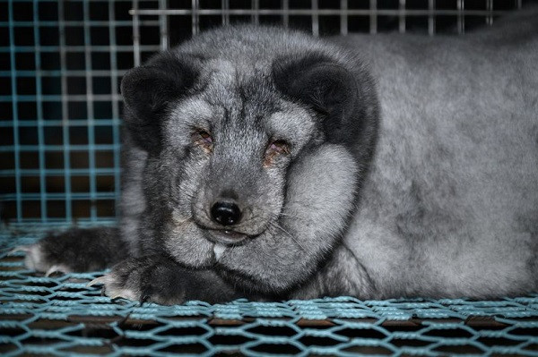 Con vat toi nghiep bi vo beo thanh cun 