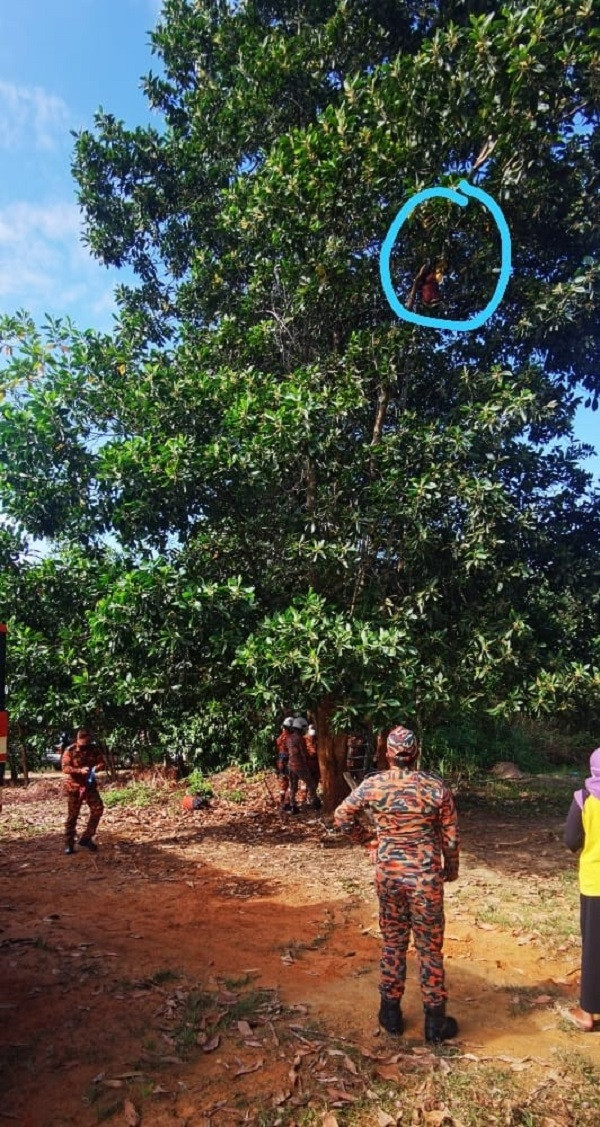 Nguoi phu nu tu treo len cay cao gan 10m roi... mac ket