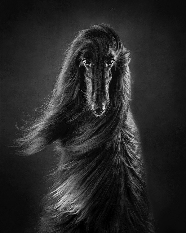 Giai thuong nhiep anh danh cho... cho: Than thai dinh cao mien che-Hinh-5