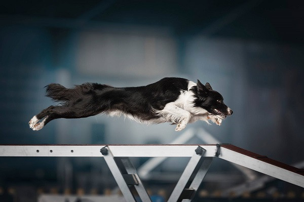 Giai thuong nhiep anh danh cho... cho: Than thai dinh cao mien che-Hinh-3