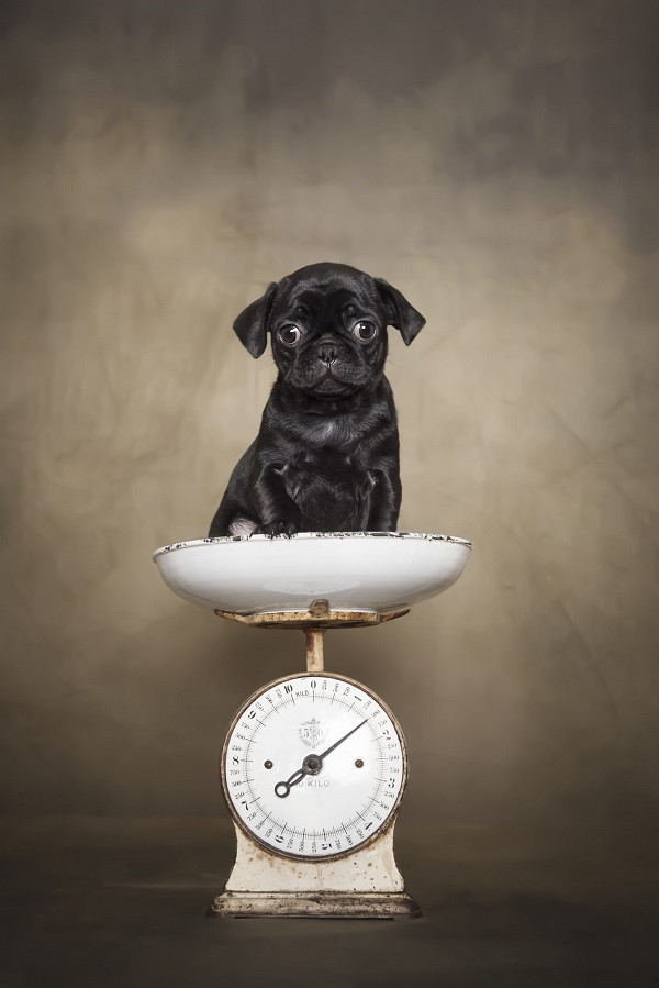 Giai thuong nhiep anh danh cho... cho: Than thai dinh cao mien che