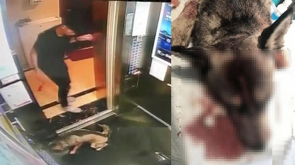 Trom cho roi danh dap con vat vo so khien du luan phan no