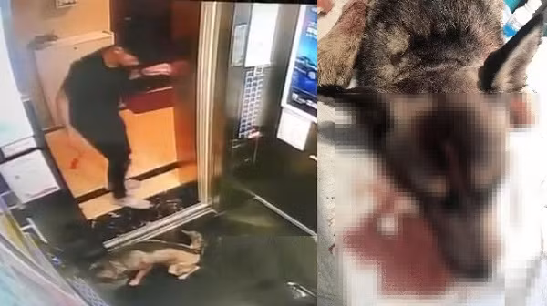 Trom cho roi danh dap con vat vo so khien du luan phan no