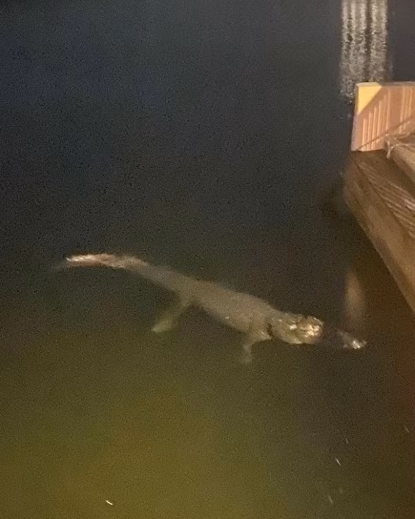 Choi tron tim, cau be bi ca sau “phuc kich”, suyt ngoam mat chan