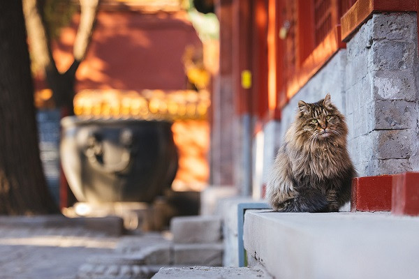 Chú mèo nhỏ cũng "mê mẩn" vẻ đẹp nơi đây.