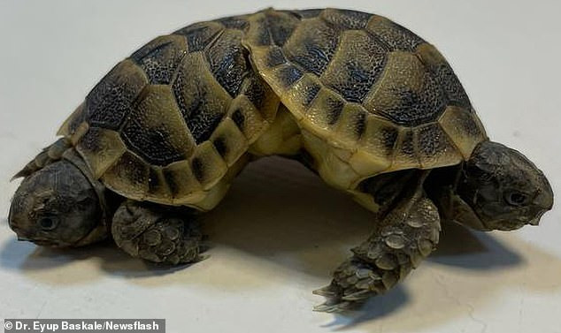 Phat hien rua hai dau, sau chan, hinh dang nhu quai vat