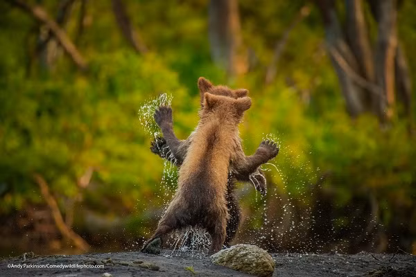 Bức ảnh "Cùng nhau nhảy múa" của nhiếp ảnh gia Andy Parkinson đồng nhận giải Highly Commended, chụp lại khoảnh khắc hai chú gấu con Kamchatka đánh nhau đùa giống như đang khiêu vũ ở bán đảo Kamchatka của Nga.