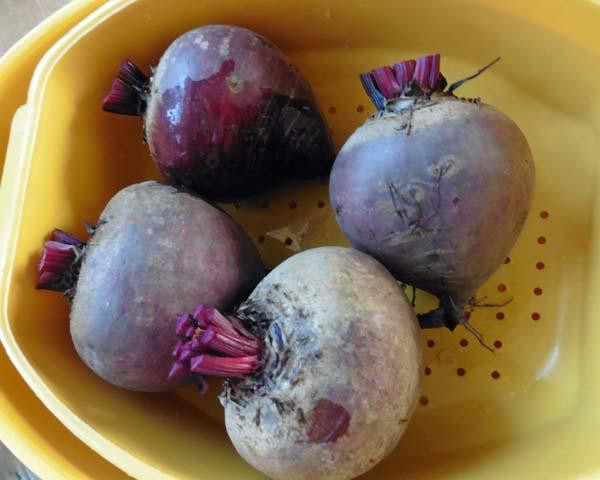 Thậm chí, các nghiên cứu trên các tế bào người và chuột đã chỉ ra rằng các sắc tố trong củ cải đường có thể giúp làm giảm sự phát triển của các tế bào ung thư. Ảnh: mamtaskitchen.