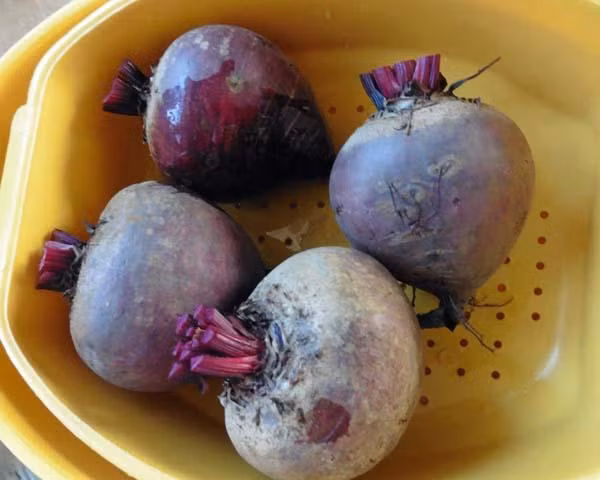 Thậm chí, các nghiên cứu trên các tế bào người và chuột đã chỉ ra rằng các sắc tố trong củ cải đường có thể giúp làm giảm sự phát triển của các tế bào ung thư. Ảnh: mamtaskitchen.