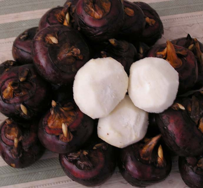 Bên cạnh đó, vỏ của củ mã thầy thường tập trung rất nhiều chất có hại cho cơ thể, có thể gây ra một số loại bệnh. Ảnh: media.