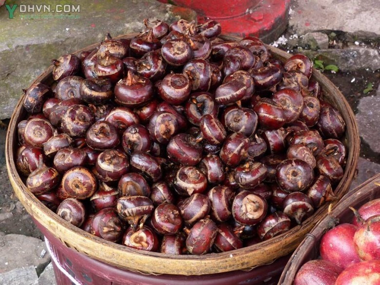 Nếu bạn ăn sống củ mã thầy, các loại sán sẽ theo đường miệng đi vào cơ thể và gây nên các bệnh về đường ruột. Ảnh: ydhvn.