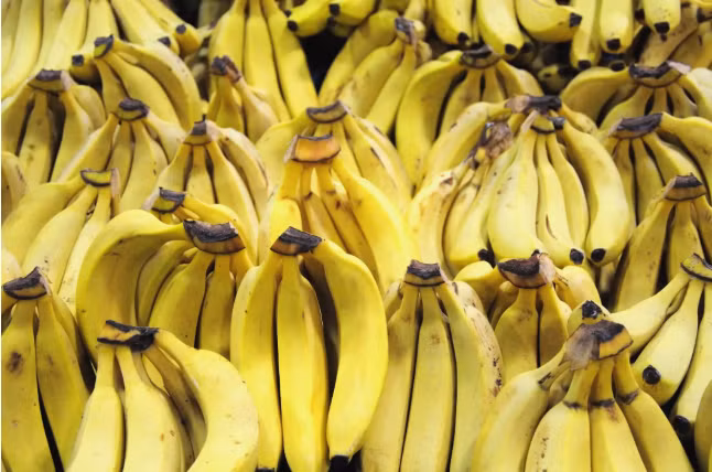 Chuối là thực phẩm phóng xạ đúng nghĩa. Nó làm rung chuông báo phóng xạ ở các cảng hay sân bay. Chúng chứa 1pCi/kg Radon 226 và 3520 pCi/kg Kali 40.