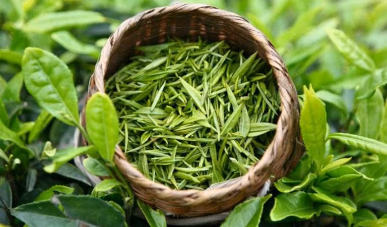 Trà xanh có tác dụng bảo vệ làn da khỏi các tác hại của tia UV nhờ có chất chống oxy hóa (EGCG) và tannin. Ảnh: thuocdantoc.