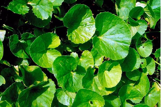 Sau đó, bạn đem rau má giã hoặc xay, ép lấy nước uống và thêm vào đó vài hạt muối. Ảnh: duoclieuvietnam.