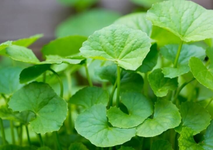 Bạn chỉ cần rửa sạch rau má tươi, ngâm muối để loại bỏ các chất độc hại bám trên bề mặt lá. Ảnh: kienthuctrongtrot.