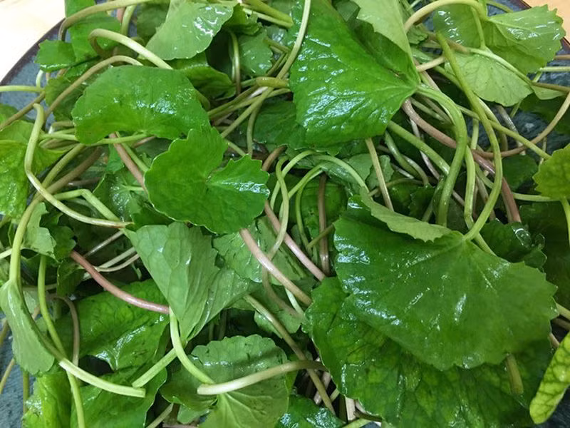 Cách chữa cảm nắng từ rau má này rất đơn giản, giúp cải thiện nhanh các triệu chứng của cảm nắng. Ảnh: themaz.