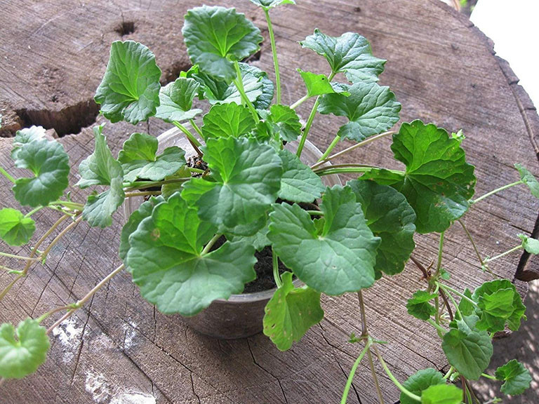 Bạn có thể sử dụng bài thuốc dân gian chữa cảm nắng từ cây rau má, rất đơn giản mà hiệu quả. Ảnh: thuocdantoc.