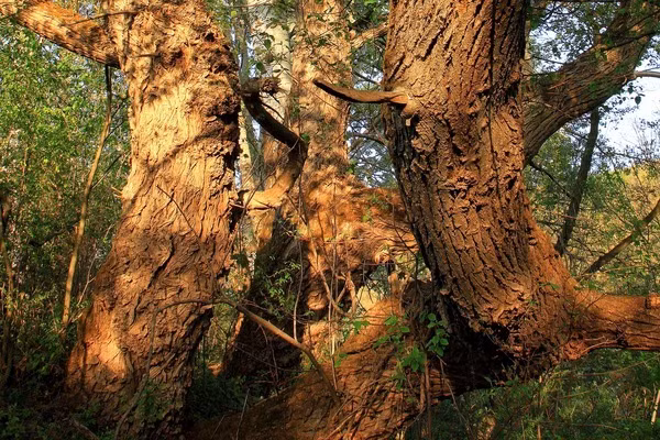 Từ lâu người ta nhai vỏ cây liễu để giảm đau nhanh, hạ sốt và giảm viêm.