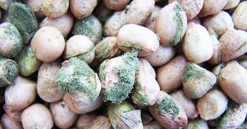 Đặc biệt là lạc - thuộc loại hạt có dầu - rất phù hợp cho sự phát triển của nấm mốc aspergillus flavus và aspergillus parasiticus sản sinh ra độc tố aflatoxin. Ảnh: chicucthuyhcm.
