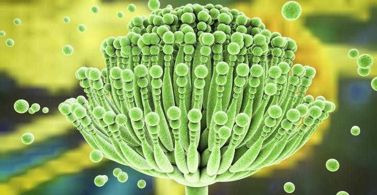 Aflatoxin là một chất gây ung thư mạnh, hấp thu qua đường tiêu hoá. Ảnh: chicucthuyhcm.