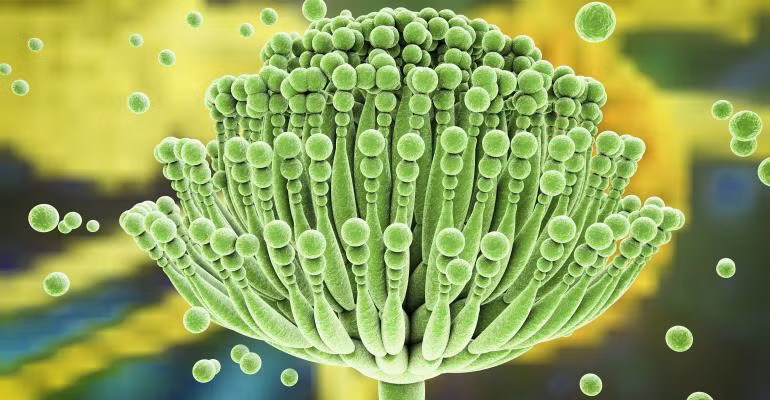 Aflatoxin là một chất gây ung thư mạnh, hấp thu qua đường tiêu hoá. Ảnh: chicucthuyhcm.