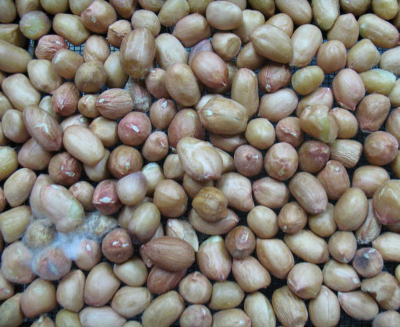 Thậm chí, lạc bị nhiễm nấm mốc sẽ sinh ra độc tố aflatoxin B1 cực độc, với 1 liều lượng cực nhỏ đã có thể gây u gan hoặc ung thư gan. Ảnh: dryingbeads.