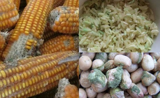 Do đó, việc nắm bắt được các đặc điểm để nhận biết thực phẩm chứa độc tố Aflatoxin rất quan trọng để giúp bảo vệ sức khỏe của chính bản thân. Ảnh: googleusercontent.