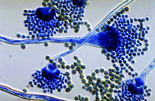 Độc tố Aflatoxin thường nhiễm vào những loại thực phẩm như các loại ngũ cốc (Kê, gạo, ngô, lúa miến, lúa mì), các loại hạt có dầu (Đậu tương, hạt bông, lạc, hạt hướng dương). Ảnh: googleusercontent.