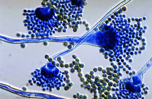 Độc tố Aflatoxin thường nhiễm vào những loại thực phẩm như các loại ngũ cốc (Kê, gạo, ngô, lúa miến, lúa mì), các loại hạt có dầu (Đậu tương, hạt bông, lạc, hạt hướng dương). Ảnh: googleusercontent.