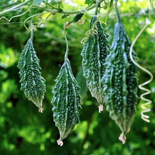 Người có bệnh huyết áp thấp không nên ăn mướp đắng do mướp đắng chứa charantin, Polypeptid-P và Vicine. C. Ảnh: tieudungxanh.