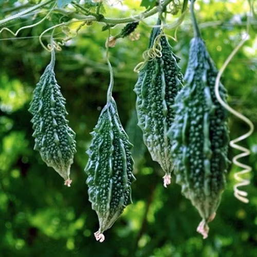 Người có bệnh huyết áp thấp không nên ăn mướp đắng do mướp đắng chứa charantin, Polypeptid-P và Vicine. C. Ảnh: tieudungxanh.