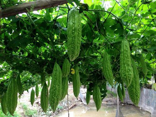 Mướp đắng giàu vitamin C, tôm chứa nhiều hợp chất asen hóa trị 5, ăn chung với nhau sẽ làm asen hóa trị 5 biến đổi thành asen hóa trị 3, thường được biết với tên gọi là thạch tín - một chất cực độc, nguy hiểm tới sức khỏe của con người nếu dùng nhiều. Ảnh: agrion.