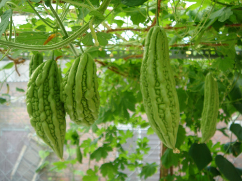 Người sau khi phẫu thuật cũng không nên ăn mướp đắng bởi nó có thể cản trở quá trình kiểm soát đường huyết trong và sau khi phẫu thuật. Ảnh: googleusercontent.