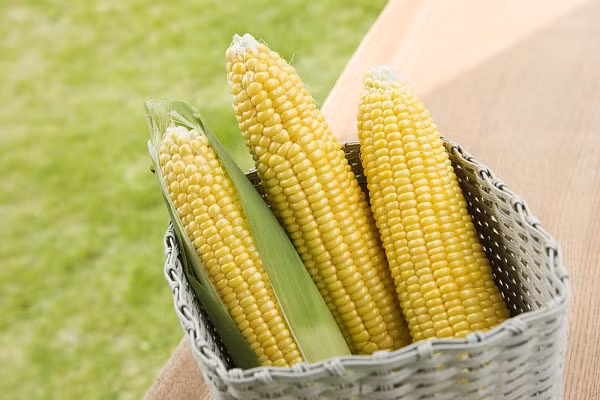 Ngô: Ngô cũng là một trong những thực vật có hàm lượng protein cao nhất. Mỗi nửa cốc hạt ngô có tới 2g protein. Bên cạnh luộc hay nướng như truyền thống, bạn cũng có thể món ngô nấu xương, ngô chiên hay ngô xào để bổ sung protein. 