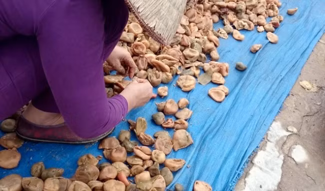 Bởi màu sắc đó là do người sản xuất sử dụng phụ gia như chất bảo quản, chất tạo ngọt, chất tẩy nấm mốc, chất tẩy trắng, sát trùng… để phòng thối rữa, chống chảy nước, mốc, rất độc hại cho người ăn. Chỉ nên mua ô mai tại những cơ sở sản xuất uy tín, có nguồn gốc xuất xứ, thời hạn sử dụng, thành phần… rõ ràng.