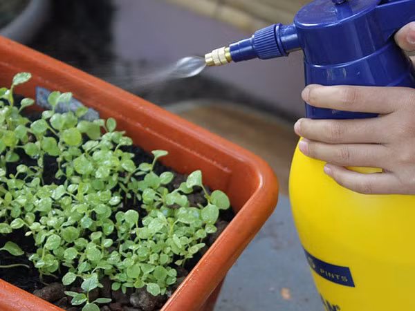 Trái cây và rau quả thường chứa lượng lớn thuốc trừ sâu, cụ thể là dâu tây, táo, ớt chuông, cần tây, rau diếp và các loại nho nhập khẩu.